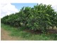 65249 BURKE DEVELOPMENTAL, Dimbulah QLD 4872