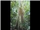 Lot 1 Bump Road, Julatten QLD 4871