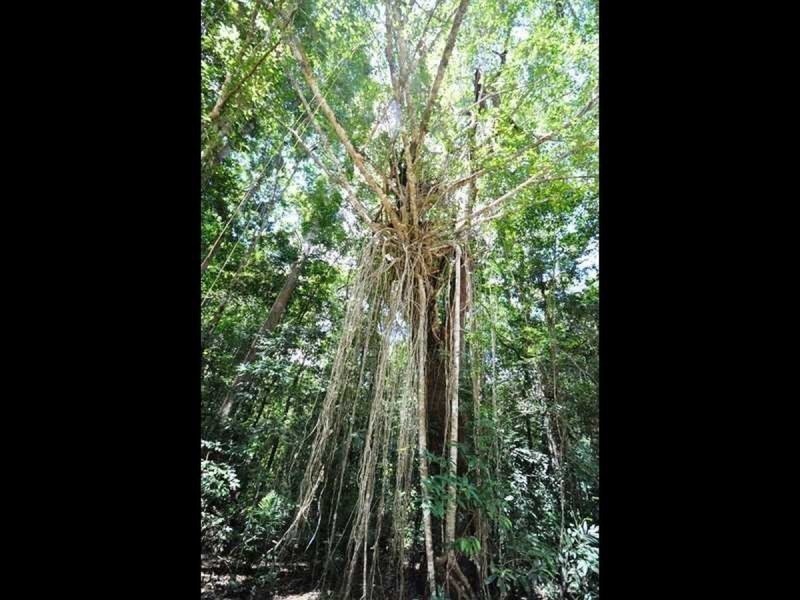Lot 1 Bump Road, Julatten QLD 4871