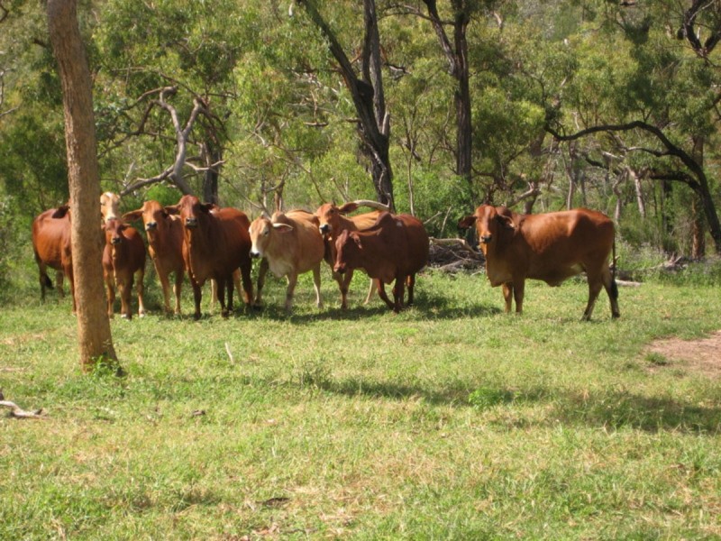 Lot 98,  Braund Road, Dimbulah QLD 4872
