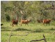 Lot 98,  Braund Road, Dimbulah QLD 4872