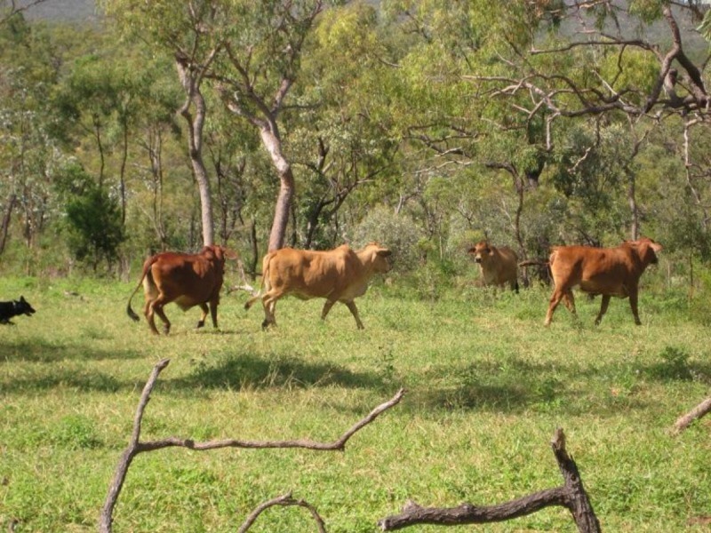 Lot 98,  Braund Road, Dimbulah QLD 4872
