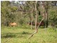 Lot 98,  Braund Road, Dimbulah QLD 4872