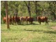 Lot 96, 98 & 99,  Braund Road, Dimbulah QLD 4872