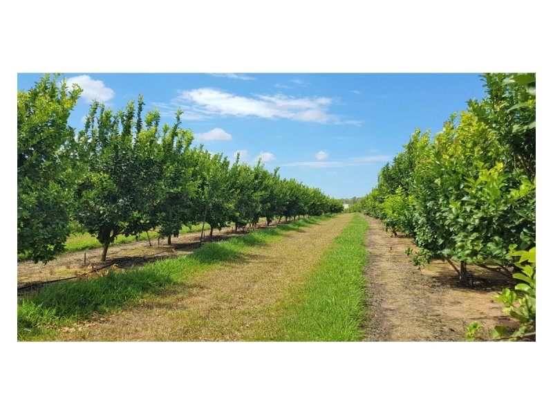 489 Springs Road, Paddys Green QLD 4880