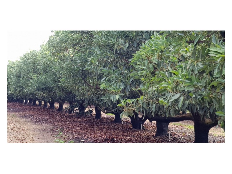 489 Springs Road, Paddys Green QLD 4880