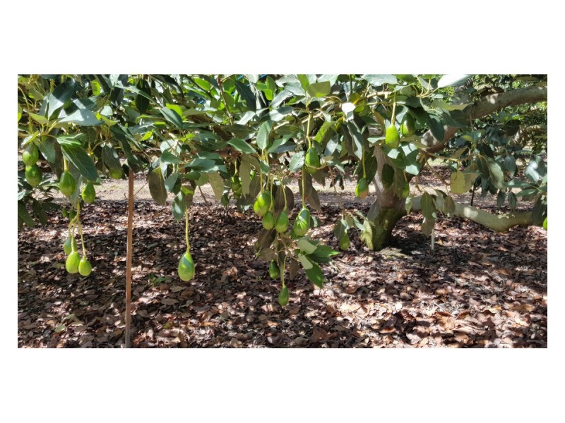 489 Springs Road, Paddys Green QLD 4880