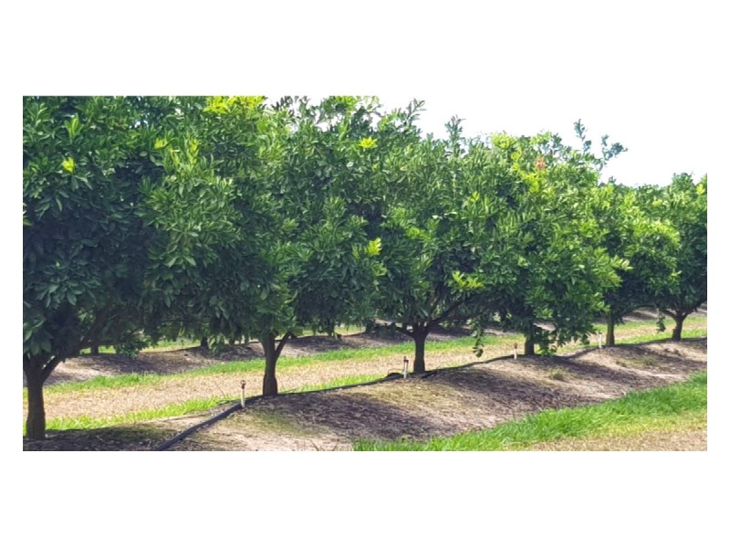 489 Springs Road, Paddys Green QLD 4880