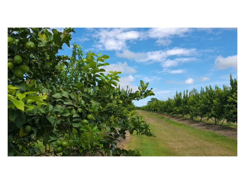 489 Springs Road, Paddys Green QLD 4880