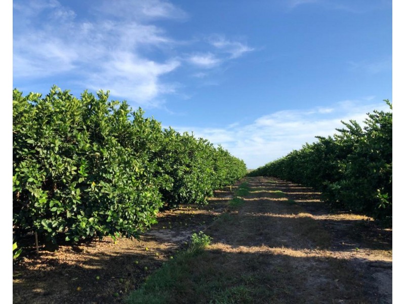 489 Springs Road, Paddys Green QLD 4880