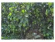 Lot 5, 106 Wright Road, Mareeba QLD 4880