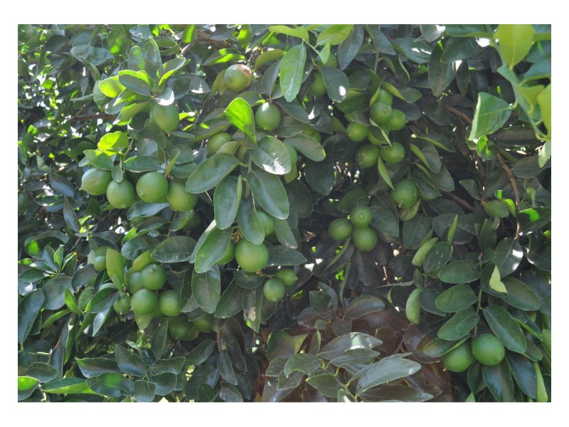 Lot 5, 106 Wright Road, Mareeba QLD 4880