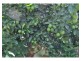 Lot 5, 106 Wright Road, Mareeba QLD 4880