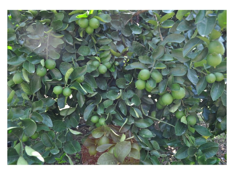 Lot 5, 106 Wright Road, Mareeba QLD 4880