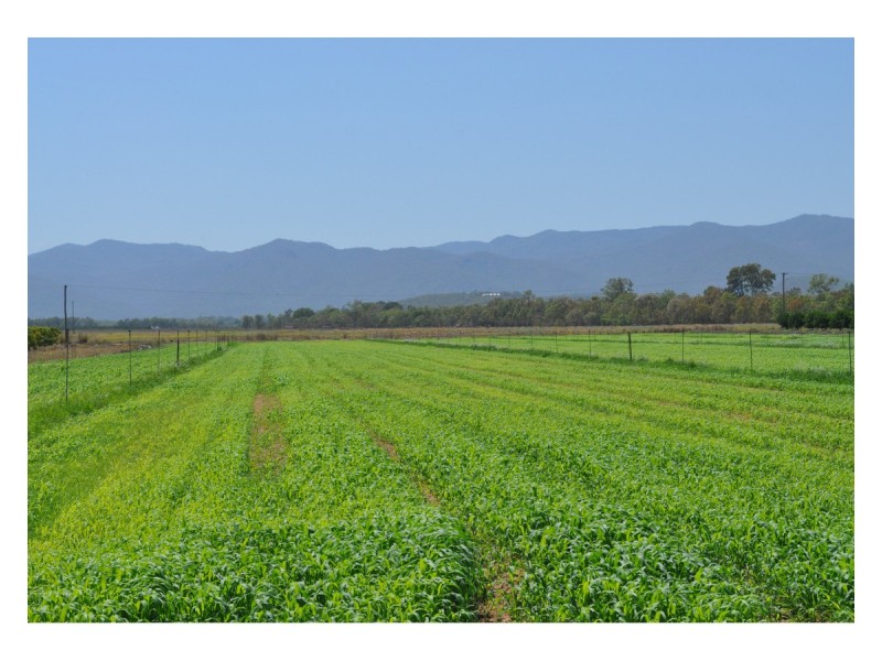 Lot 5, 106 Wright Road, Mareeba QLD 4880