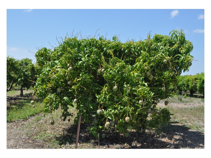 Lot 5, 106 Wright Road, Mareeba QLD 4880
