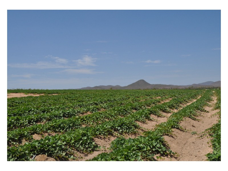 750 Leafgold Weir Road, Dimbulah QLD 4872