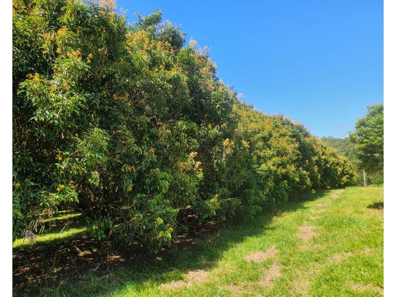 475 Pinnacle Road, Julatten QLD 4871