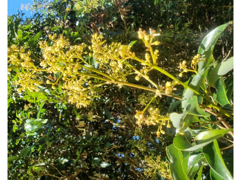 475 Pinnacle Road, Julatten QLD 4871