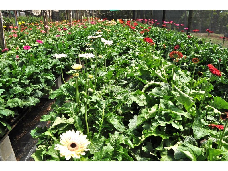 4521 Kennedy Highway, Mareeba QLD 4880