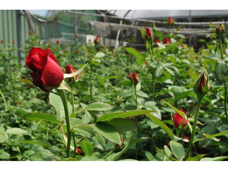 4521 Kennedy Highway, Mareeba QLD 4880