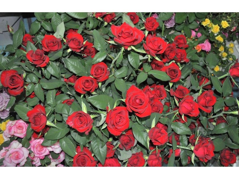 4521 Kennedy Highway, Mareeba QLD 4880