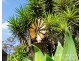 Lot 936,  Oaky Valley, Mutchilba QLD 4872