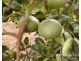 1611 Mareeba-Dimbulah, Arriga QLD 4880