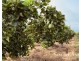 1611 Mareeba-Dimbulah, Arriga QLD 4880