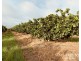 1611 Mareeba-Dimbulah, Arriga QLD 4880