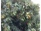 1611 Mareeba-Dimbulah, Arriga QLD 4880