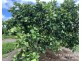 1611 Mareeba-Dimbulah, Arriga QLD 4880