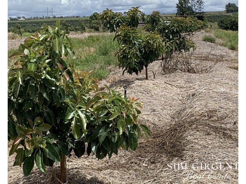 1611 Mareeba-Dimbulah, Arriga QLD 4880