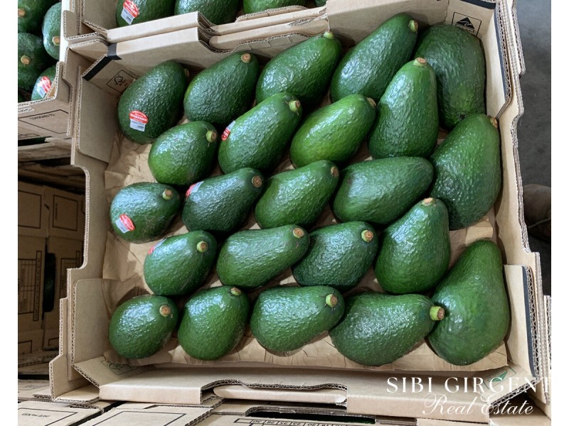 1611 Mareeba-Dimbulah, Arriga QLD 4880
