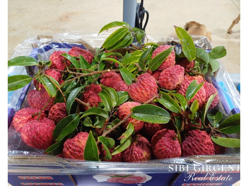 84 Chisari Road, Mutchilba QLD 4872