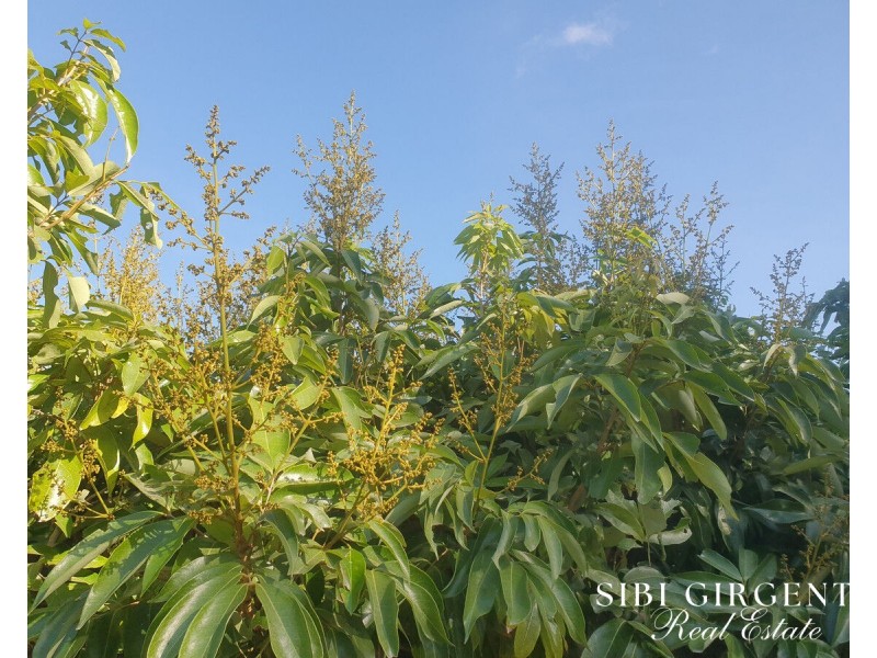 84 Chisari Road, Mutchilba QLD 4872