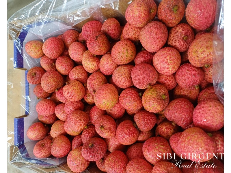 84 Chisari Road, Mutchilba QLD 4872