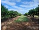 Lot 263, 71 Gilmore Road, Mareeba QLD 4880