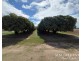 Lot 262,  Gilmore Road, Mareeba QLD 4880