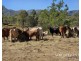 1074 Springmount Road, Mutchilba QLD 4872