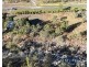 137 Lemontree Drive, Mutchilba QLD 4872