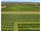 733 Bilwon Road, Biboohra QLD 4880