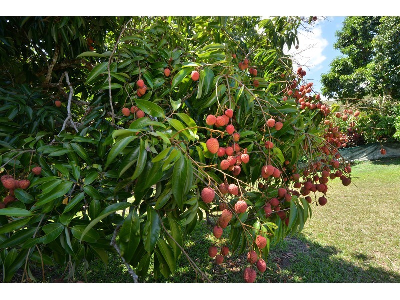 10 Penny Close, Kuranda QLD 4881