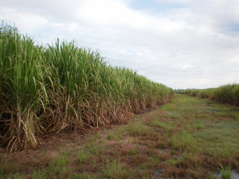 Shanty Creek Road, Mareeba QLD 4880