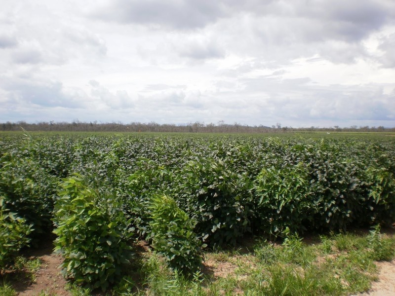Shanty Creek Road, Mareeba QLD 4880