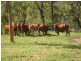 Proposed lot 97 – 99 Braund, Dimbulah QLD 4872