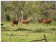 Proposed lot 97 – 99 Braund, Dimbulah QLD 4872