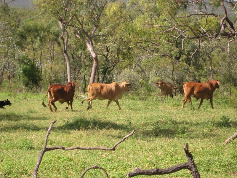 Proposed lot 97 – 99 Braund, Dimbulah QLD 4872