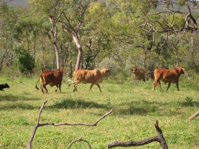 Proposed lot 97 – 99 Braund, Dimbulah QLD 4872