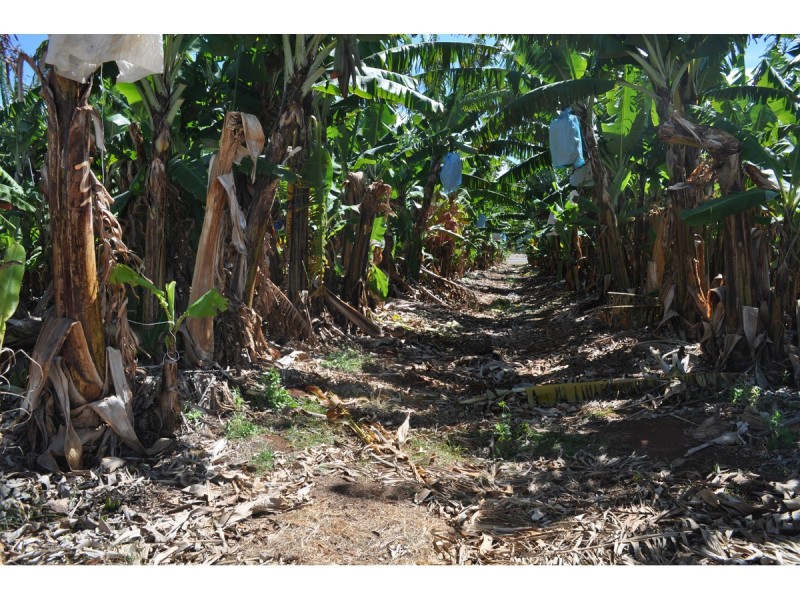 Lot 141, 531 Hansen Road, Walkamin QLD 4872